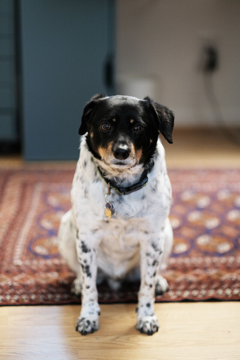 Animal, photograph 9 of 10