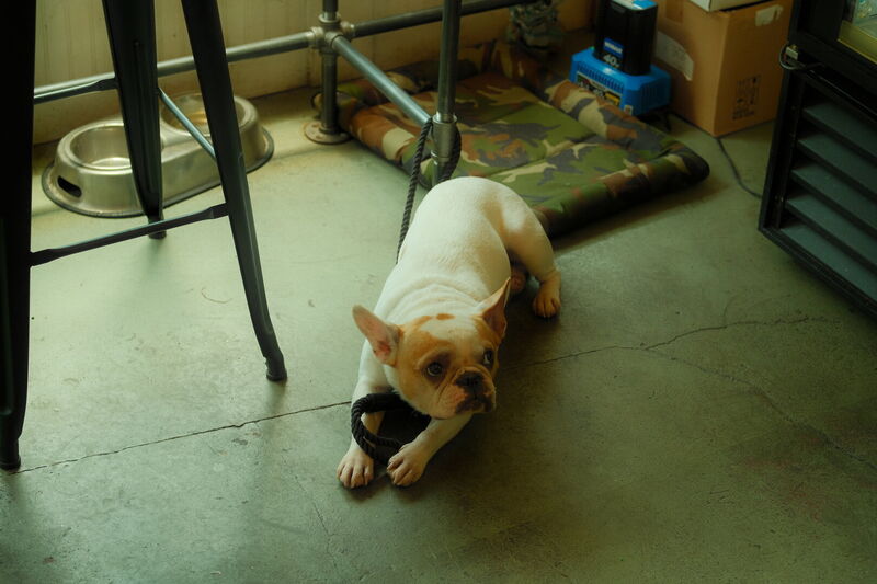 Animal, photograph 7 of 10