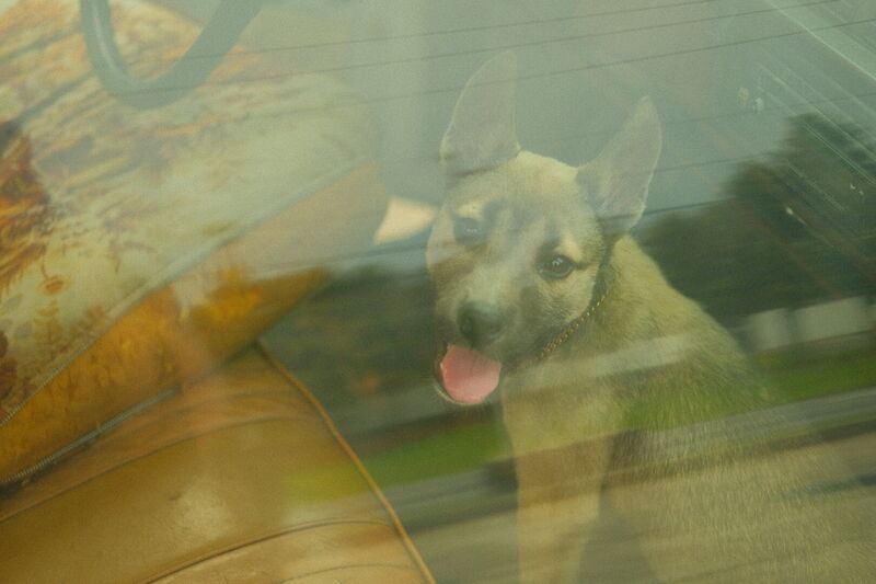 Animal, photograph 6 of 10