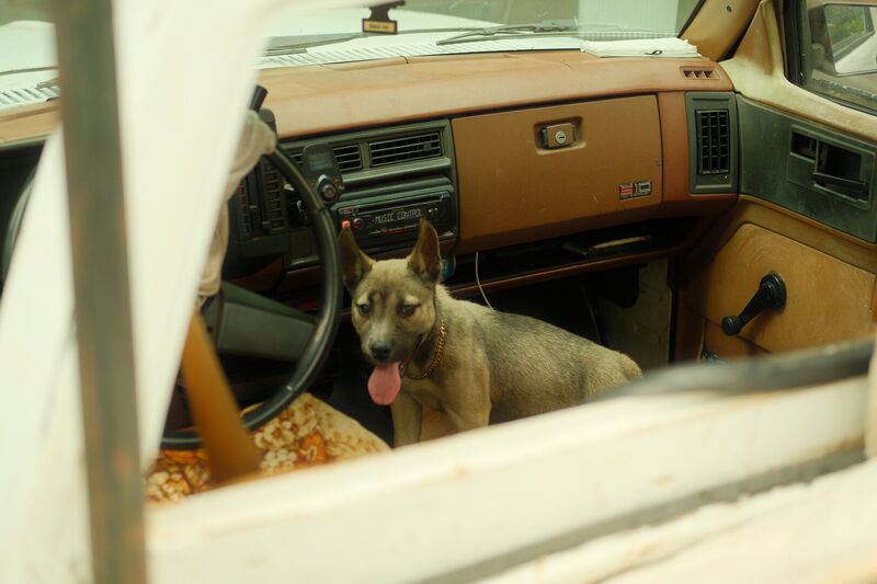 Animal, photograph 5 of 10