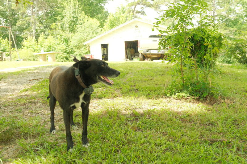 Animal, photograph 3 of 10